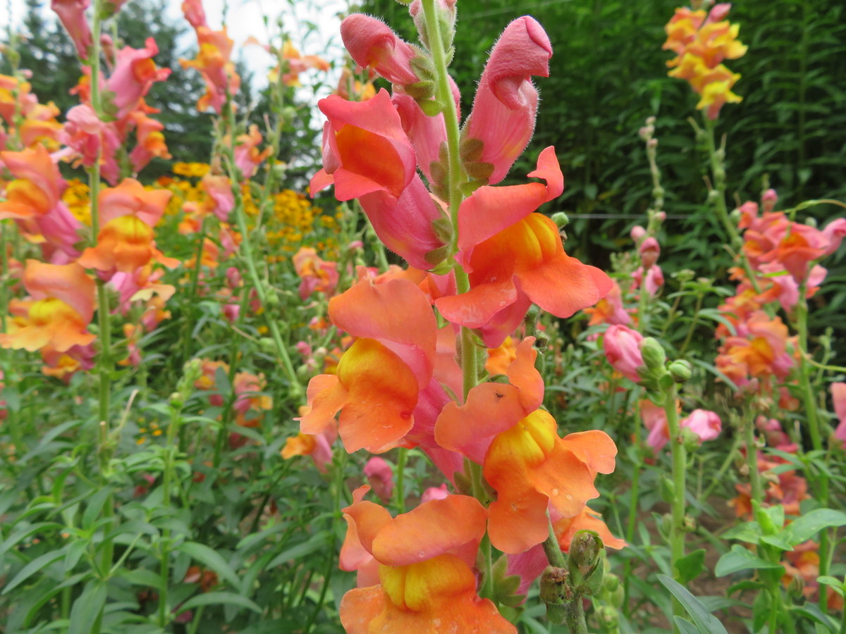 Orange Wonder snapdragon, antirrhinum majus