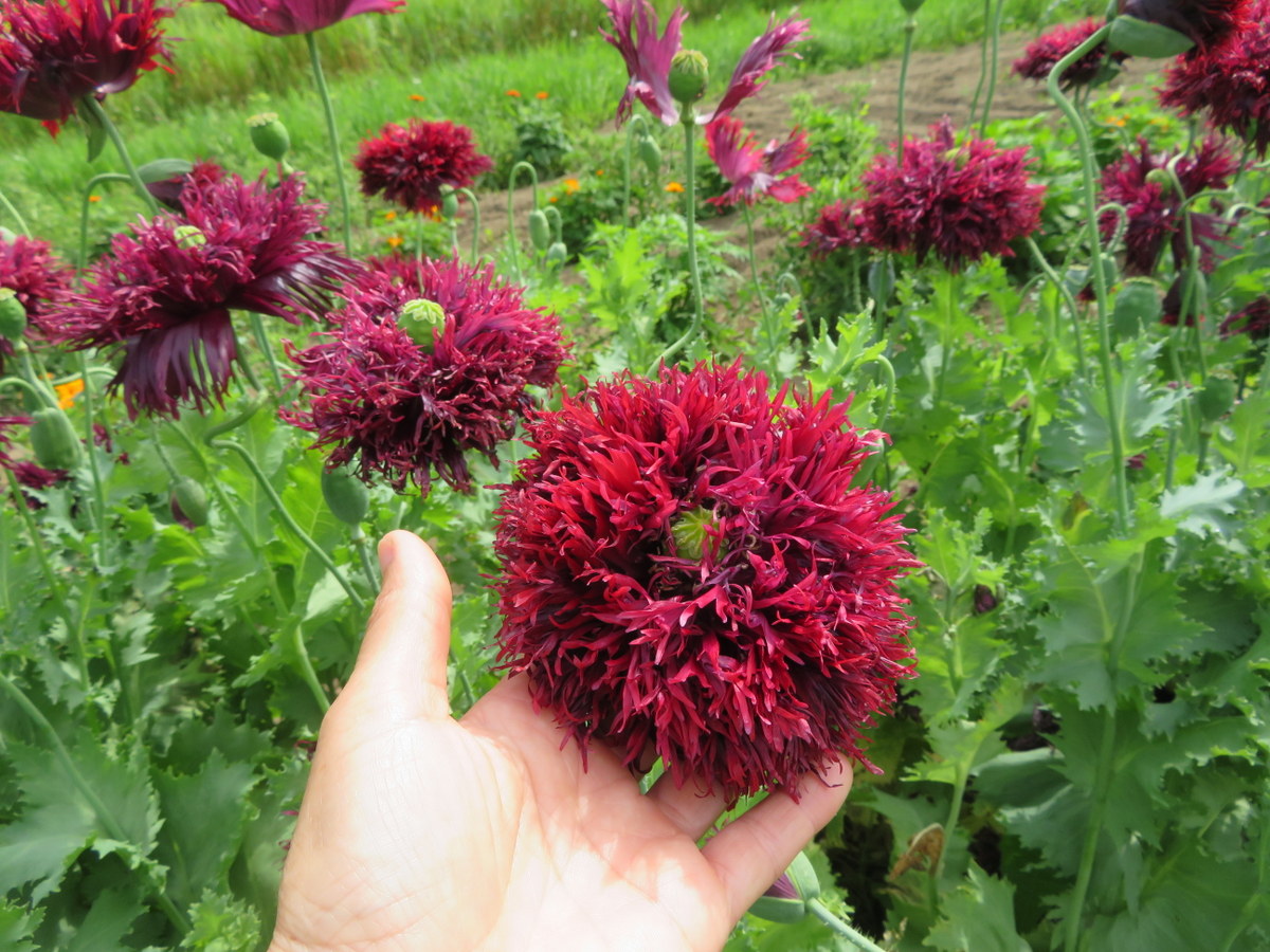 Black Swan poppy, papaver somniferum var. nigrum