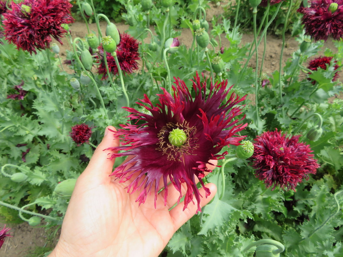 Black Swan poppy, papaver somniferum var. nigrum