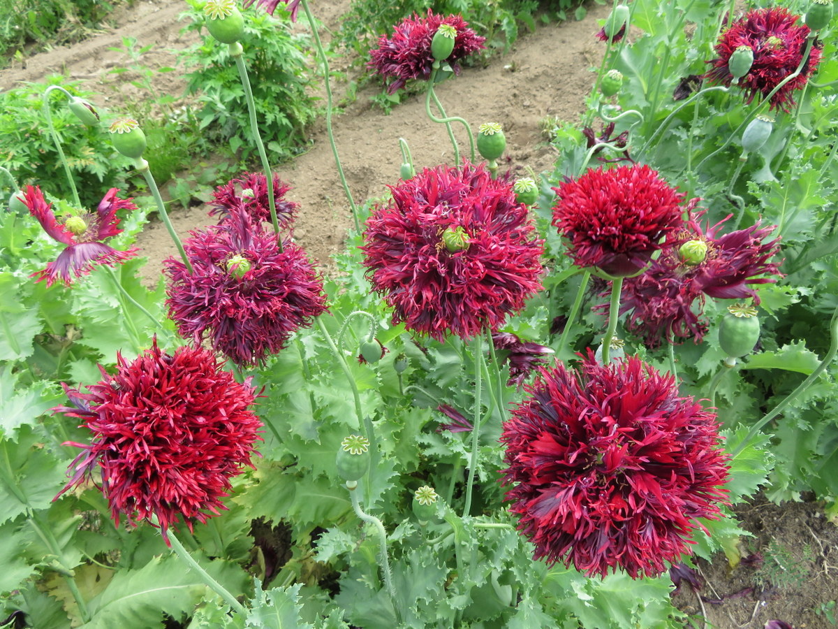 Black Swan poppy, papaver somniferum var. nigrum