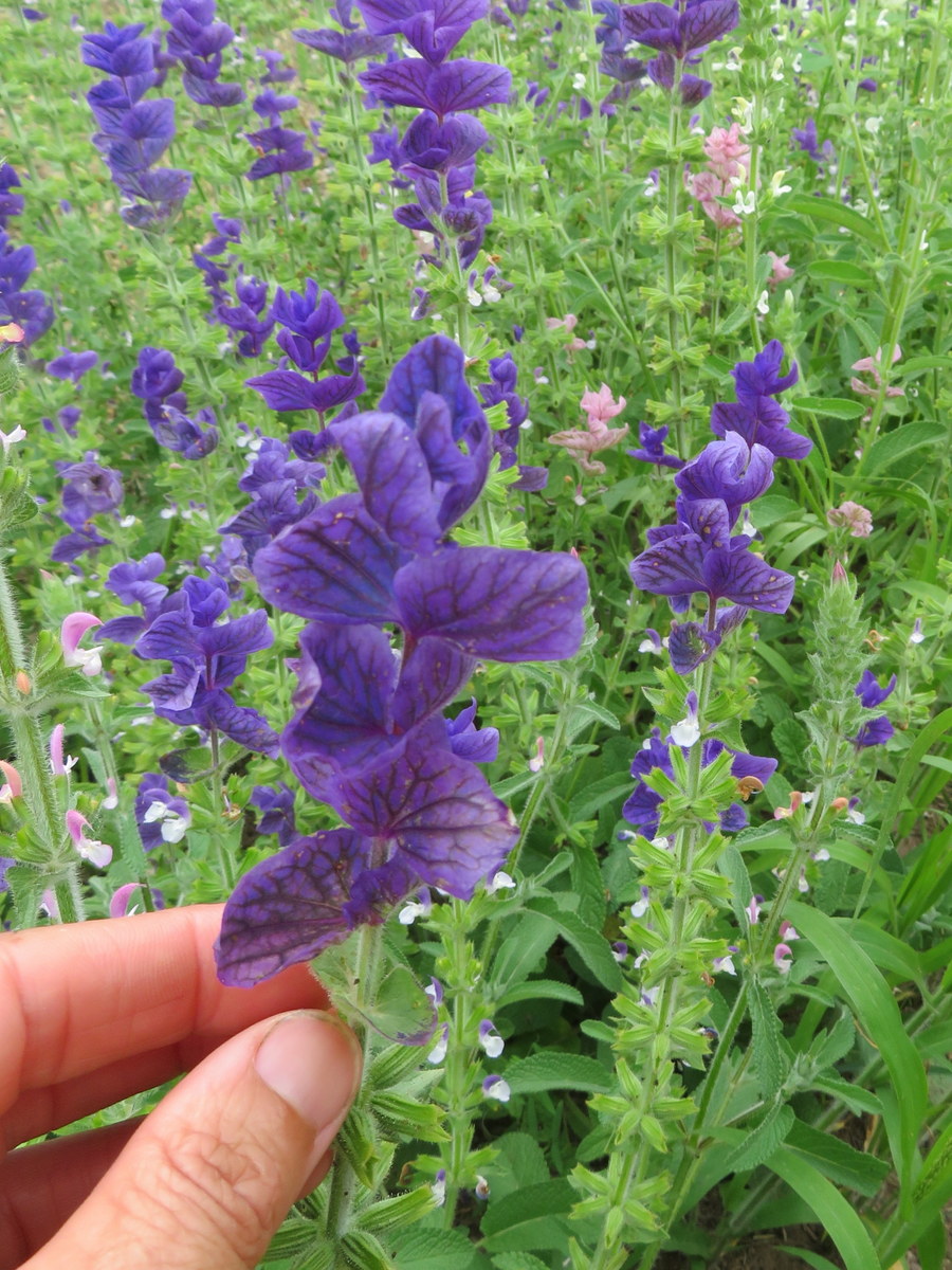 Painted sage, salvia horminum (syn. s. viridis)