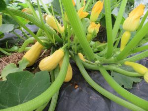 Saffron zucchini