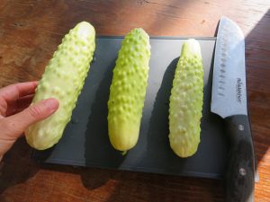 Three white sheet cucumber