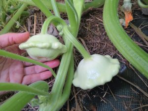 Pattypan mix