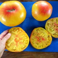 Anna Bicolore tomato