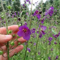Phoenician mullein, Verbascum phoeniceum
