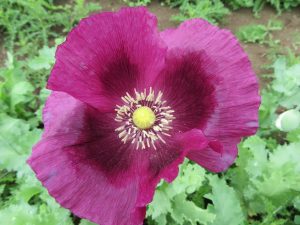 Somniferum poppy mix