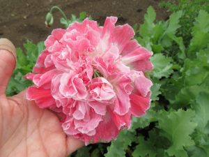 Somniferum poppy mix