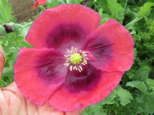 Somniferum poppy mix