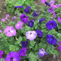 Alderman Violet petunia