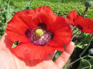 Somniferum poppy mix