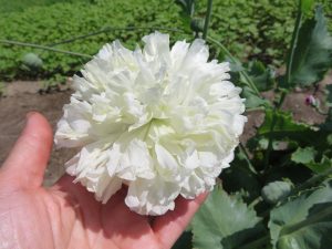 Somniferum poppy mix