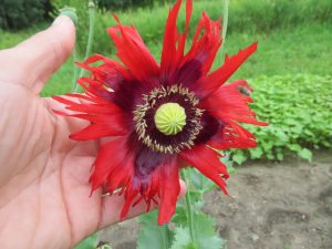 Somniferum poppy mix