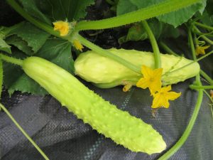 Three white sheet cucumber