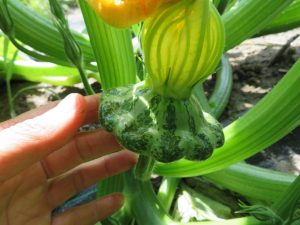 Pattypan mix