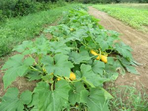 Saffron zucchini