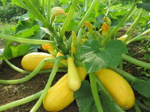 Saffron zucchini