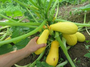 Saffron zucchini