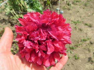 Somniferum poppy mix