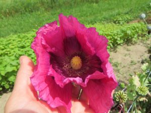 Somniferum poppy mix