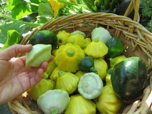 Pattypan mix