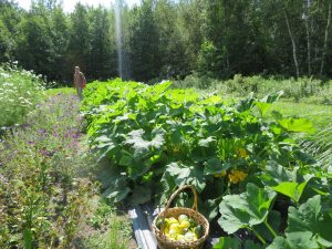 Pattypan mix