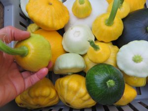 Pattypan mix