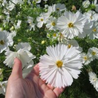 Cosmos Fizzy White