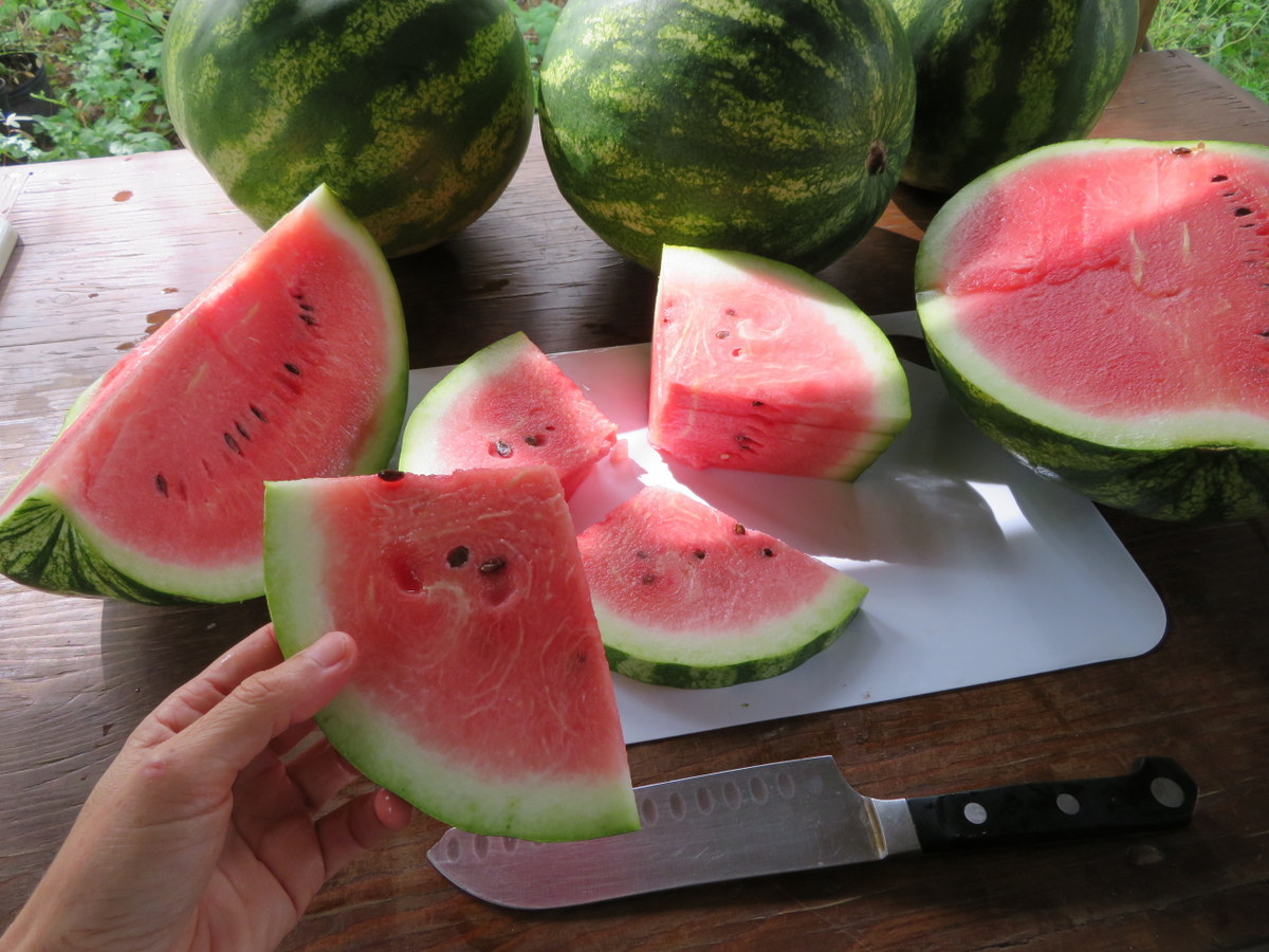 Sweet Dakota Rose watermelon