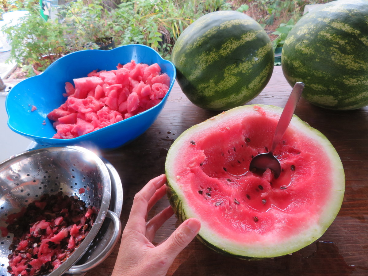 Sweet Dakota Rose watermelon