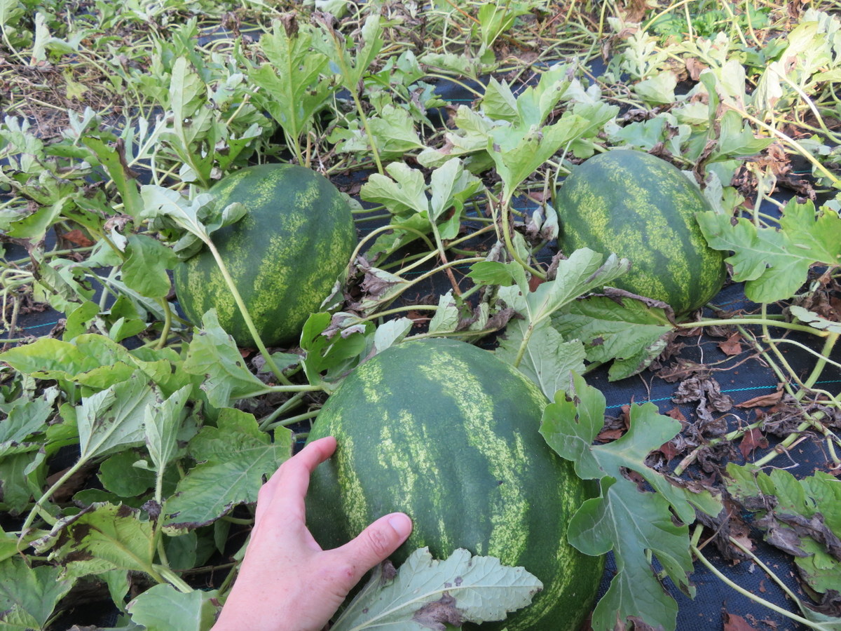 Sweet Dakota Rose watermelon