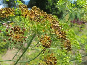Dill