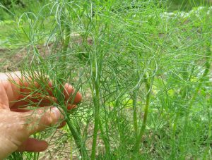 Dill