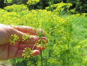 Dill