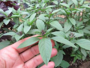 Thai basil