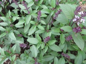Thai basil