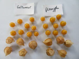 Comparaison de cerise de terre Geltower et Cossack Pineapple.