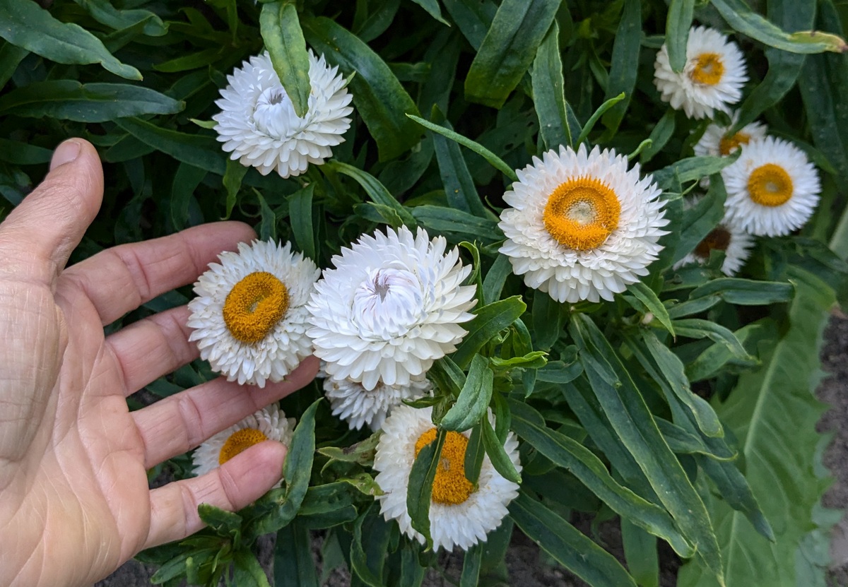 thumbnail interactive-video image 1 of Strawflower Dwarf Mixed | Mr Fothergill's 1 of 13