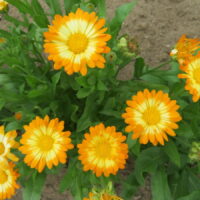 Calendula Oopsy Daisy