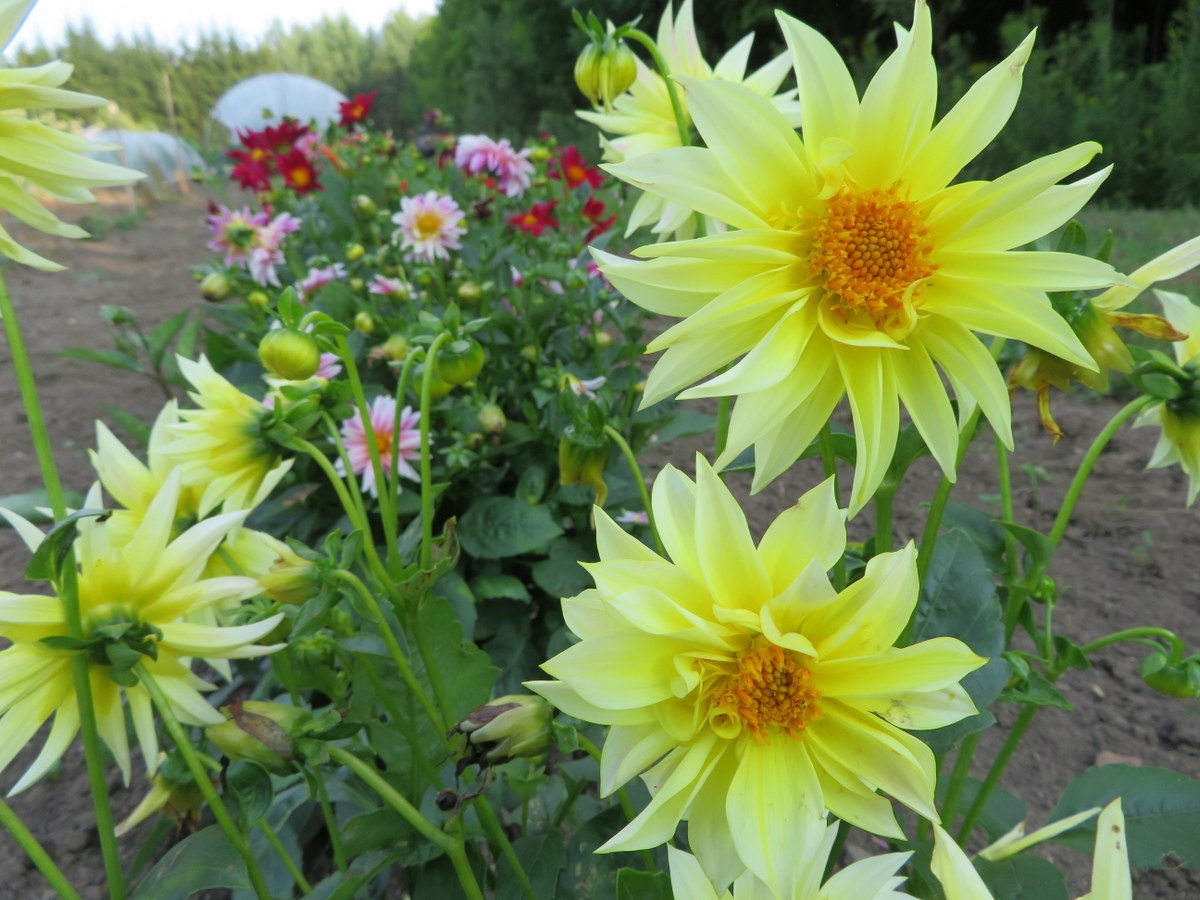 Dahlia Dwarf Cactus Flowered Mix