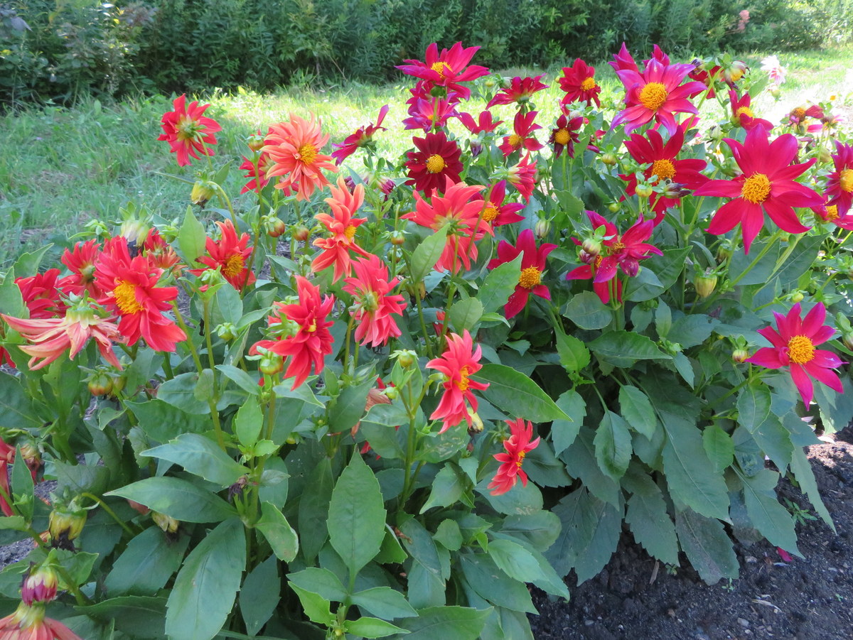 Dahlia Dwarf Cactus Flowered Mix