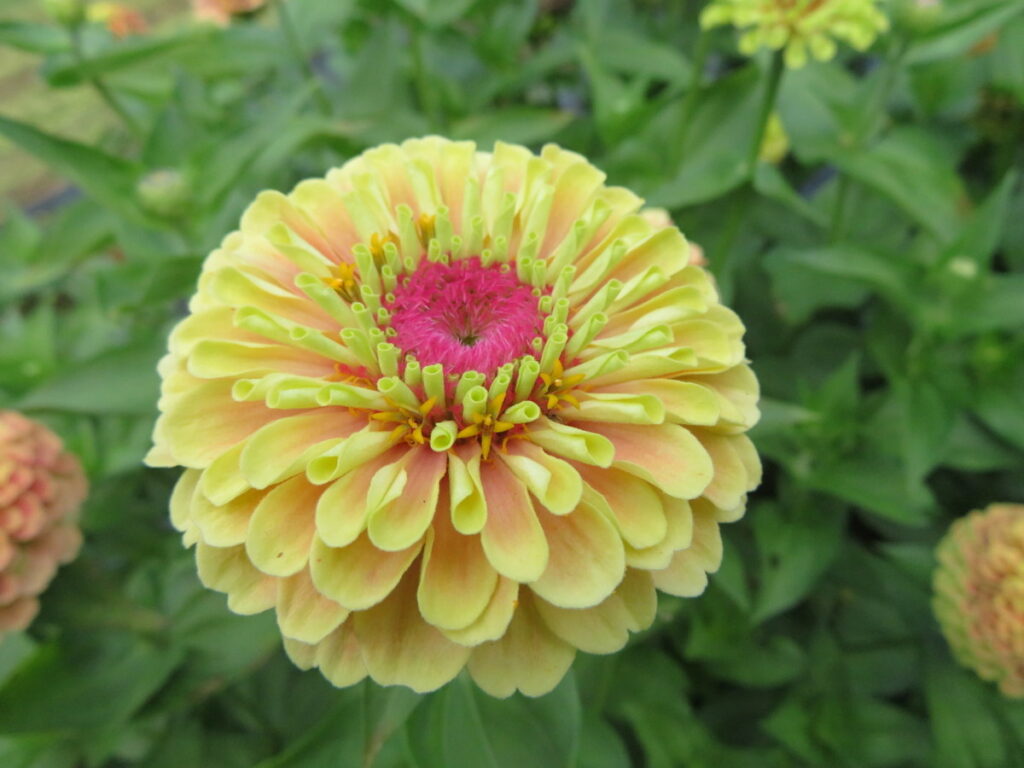 Zinnia Queeny Lime With Blotch