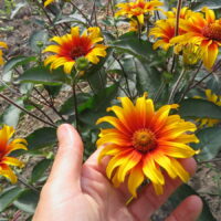 Heliopsis Burning Hearts