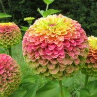 Zinnia Queeny Lime With Blotch