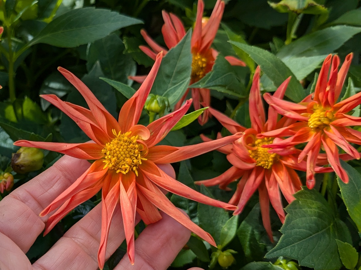 Dahlia Dwarf Cactus Flowered Mix