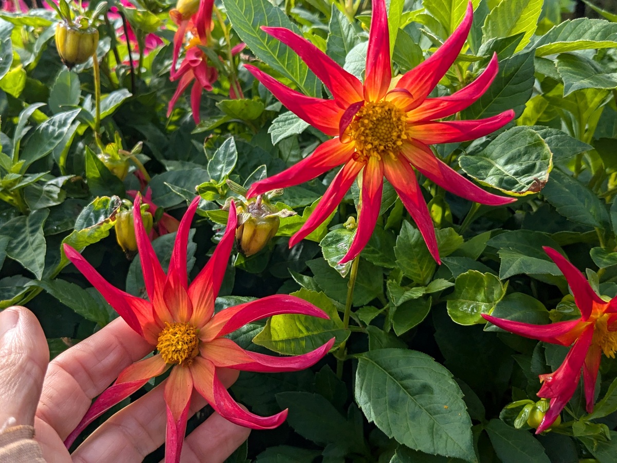 Dahlia Dwarf Cactus Flowered Mix