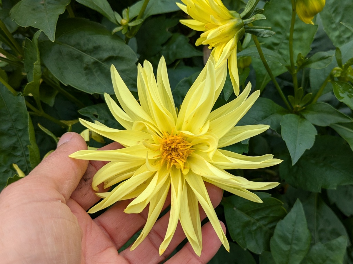 Dahlia Dwarf Cactus Flowered Mix