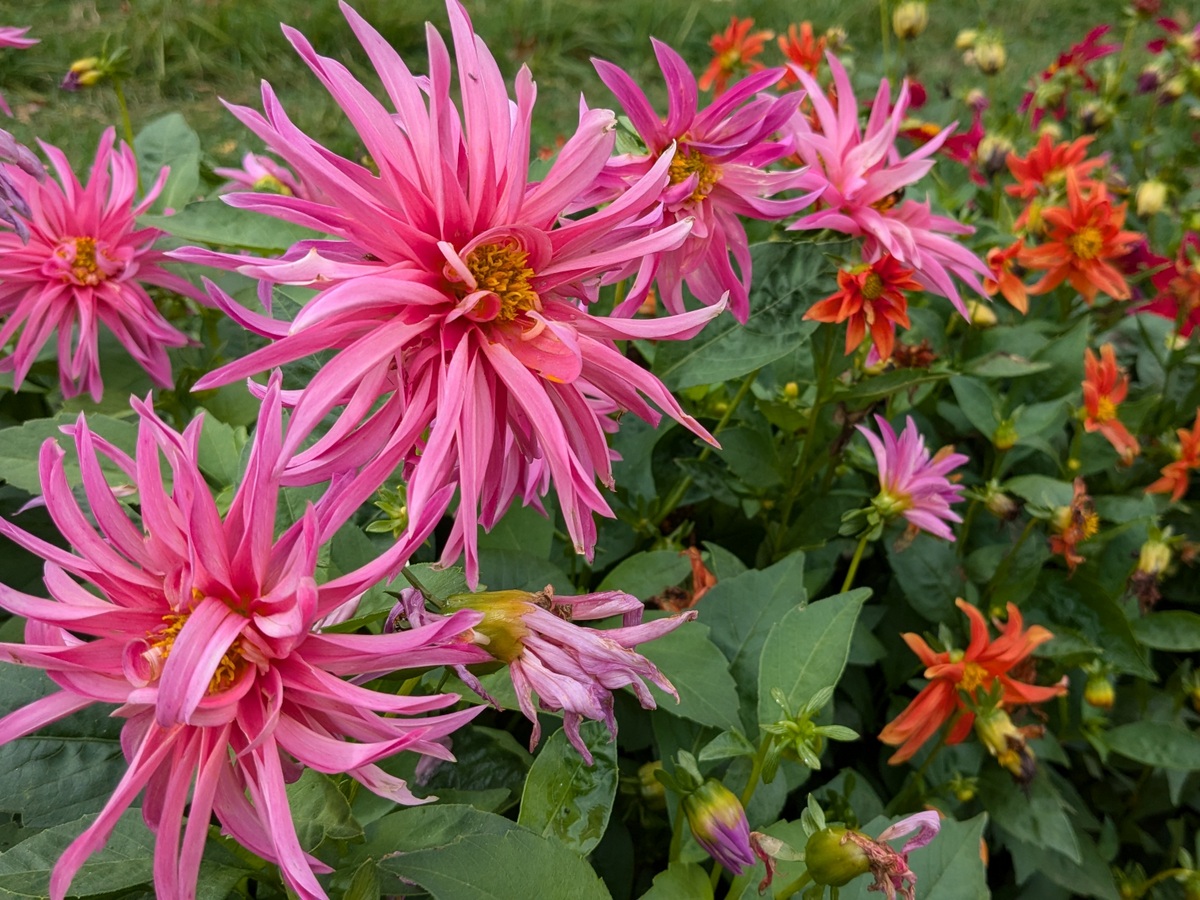 Dahlia Dwarf Cactus Flowered Mix