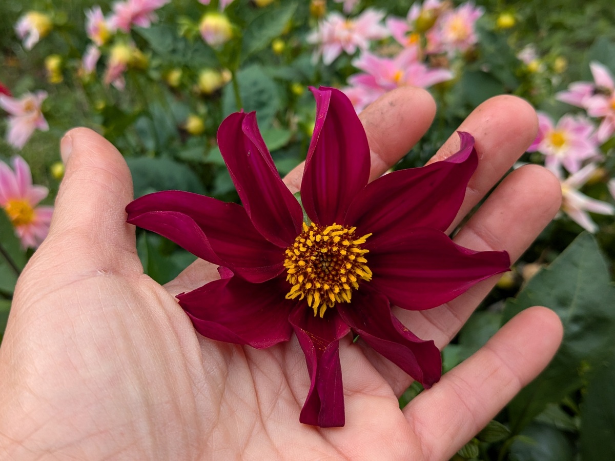 Dahlia Dwarf Cactus Flowered Mix