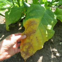 Tabac l’Assomption 201